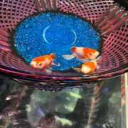 ヒメ日記 2025/08/09 16:31 投稿 わかな アラモード