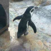 ヒメ日記 2025/08/13 22:05 投稿 わかな アラモード