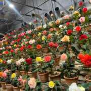 ヒメ日記 2025/08/17 01:26 投稿 わかな アラモード