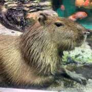 ヒメ日記 2025/08/18 02:09 投稿 わかな アラモード