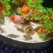 ヒメ日記 2025/08/19 18:45 投稿 わかな アラモード