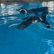 ヒメ日記 2025/09/03 01:17 投稿 わかな アラモード