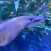 ヒメ日記 2025/10/03 12:10 投稿 わかな アラモード