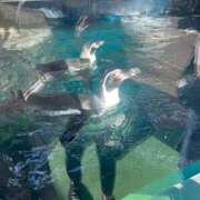 ヒメ日記 2025/10/28 09:06 投稿 わかな アラモード