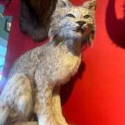 ヒメ日記 2025/11/10 17:01 投稿 わかな アラモード