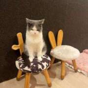 ヒメ日記 2025/11/17 00:36 投稿 わかな アラモード