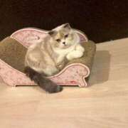 ヒメ日記 2025/11/17 21:16 投稿 わかな アラモード