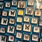 ヒメ日記 2025/12/28 14:37 投稿 わかな アラモード