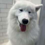 ヒメ日記 2026/01/14 18:18 投稿 わかな アラモード