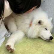 ヒメ日記 2026/01/19 16:12 投稿 わかな アラモード