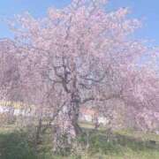 ヒメ日記 2026/03/26 18:24 投稿 わかな アラモード