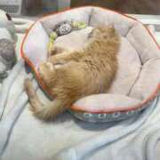 ヒメ日記 2026/04/13 19:03 投稿 わかな アラモード