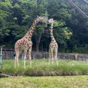 ヒメ日記 2026/06/13 10:18 投稿 わかな アラモード