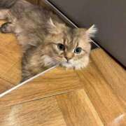 ヒメ日記 2026/06/22 19:46 投稿 わかな アラモード