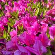 ヒメ日記 2025/05/23 21:06 投稿 美音（みと） NOA（ノア）