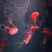 ヒメ日記 2025/03/19 18:32 投稿 める BiBi