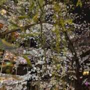 ヒメ日記 2025/04/04 13:57 投稿 める BiBi