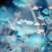 ヒメ日記 2025/04/08 17:08 投稿 める BiBi