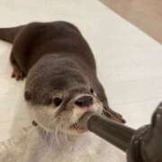 ヒメ日記 2025/06/01 17:31 投稿 める BiBi