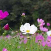 ヒメ日記 2025/06/30 13:30 投稿 める BiBi