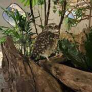 ヒメ日記 2025/08/03 15:31 投稿 める BiBi