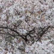 ヒメ日記 2025/04/10 20:25 投稿 ももか セレブクエスト-omiya-