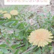 ヒメ日記 2025/04/07 13:57 投稿 あずさ モアグループ 土浦人妻花壇