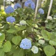ヒメ日記 2025/06/15 20:33 投稿 あずさ モアグループ 土浦人妻花壇