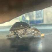 ヒメ日記 2025/03/29 20:01 投稿 はなび Gossip girl成田店