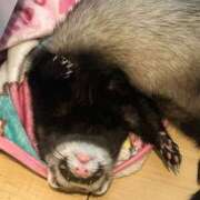 ヒメ日記 2025/04/01 14:01 投稿 はなび Gossip girl成田店