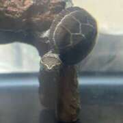 ヒメ日記 2025/04/05 00:20 投稿 はなび Gossip girl成田店