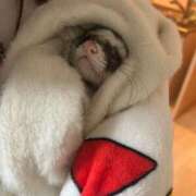 ヒメ日記 2025/04/07 20:30 投稿 はなび Gossip girl成田店