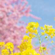 ヒメ日記 2025/04/01 08:56 投稿 さくや タレント倶楽部アダルト