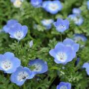 ヒメ日記 2025/04/09 16:20 投稿 さくや タレント倶楽部アダルト