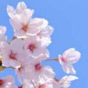 ヒメ日記 2025/04/12 09:42 投稿 さくや タレント倶楽部アダルト