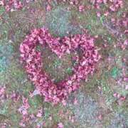 ヒメ日記 2025/04/17 09:14 投稿 さくや タレント倶楽部アダルト