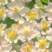 ヒメ日記 2025/08/20 09:54 投稿 まどか（ドМ・巨乳・可愛い） ソープランド ラ・メイド neo