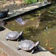 ヒメ日記 2025/05/25 19:02 投稿 やよい 横浜人妻ヒットパレード（シンデレラグループ）