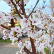 ヒメ日記 2025/04/10 21:33 投稿 さな チューリップ姫路店