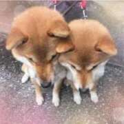 ヒメ日記 2025/05/19 22:10 投稿 かれん 大和人妻城