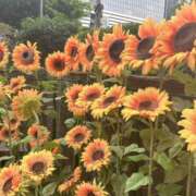 るん 急遽お休みです Femme Fatale（ファムファタール）