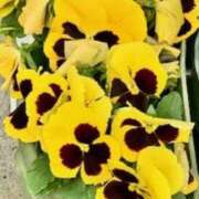 ヒメ日記 2025/03/17 22:10 投稿 山口美雪 五十路マダムエクスプレス横浜店（カサブランカグループ）