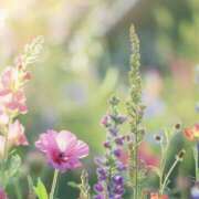 ヒメ日記 2025/03/22 14:10 投稿 山口美雪 五十路マダムエクスプレス横浜店（カサブランカグループ）