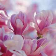 ヒメ日記 2025/03/25 10:02 投稿 山口美雪 五十路マダムエクスプレス横浜店（カサブランカグループ）