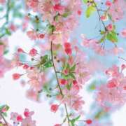 ヒメ日記 2025/03/25 15:40 投稿 山口美雪 五十路マダムエクスプレス横浜店（カサブランカグループ）