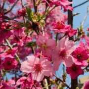 ヒメ日記 2025/03/28 12:18 投稿 山口美雪 五十路マダムエクスプレス横浜店（カサブランカグループ）