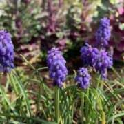 ヒメ日記 2025/03/30 09:54 投稿 山口美雪 五十路マダムエクスプレス横浜店（カサブランカグループ）