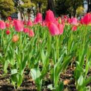 ヒメ日記 2025/03/30 13:34 投稿 山口美雪 五十路マダムエクスプレス横浜店（カサブランカグループ）