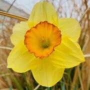 ヒメ日記 2025/03/31 18:50 投稿 山口美雪 五十路マダムエクスプレス横浜店（カサブランカグループ）