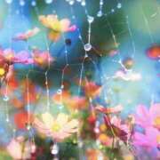 ヒメ日記 2025/04/01 09:42 投稿 山口美雪 五十路マダムエクスプレス横浜店（カサブランカグループ）